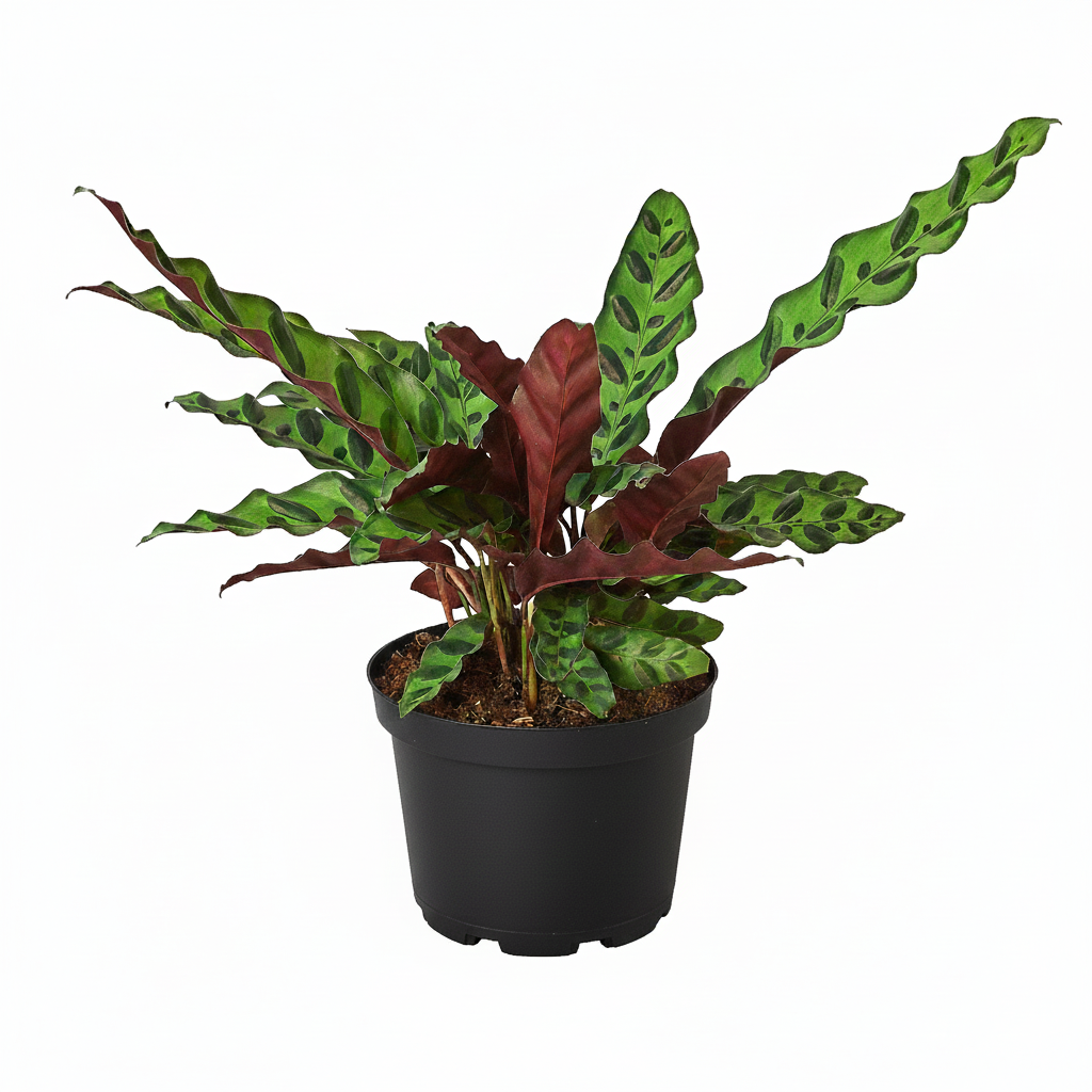 6 inch Calathea Lancifolia 'Rattlesnake' Plant, best plants for beginners, easy to grow tropical houseplants