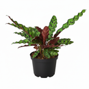 4 inch tropical houseplants, easy to care indoor plants, buy prayer plants online