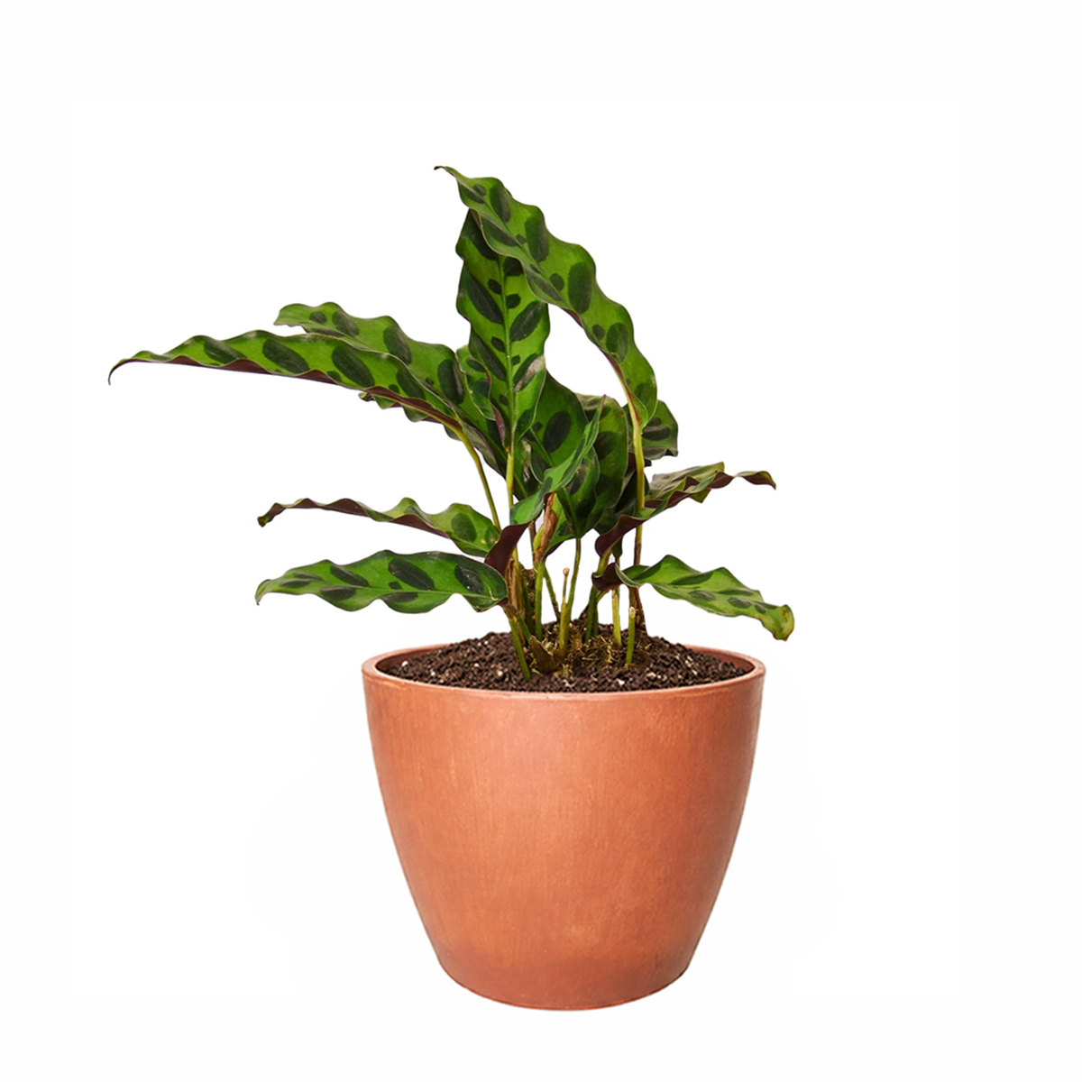 caring for rattlesnake plant, calathea lancifolia rattlesnake, care for rattlesnake plant, large rattlesnake plant, how often to water rattlesnake plant, calathea rattlesnake lancifolia, rattlesnake plant for sale, lancifolia calathea