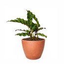 caring for rattlesnake plant, calathea lancifolia rattlesnake, care for rattlesnake plant, large rattlesnake plant, how often to water rattlesnake plant, calathea rattlesnake lancifolia, rattlesnake plant for sale, lancifolia calathea