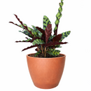 caring for rattlesnake plant, calathea lancifolia rattlesnake, care for rattlesnake plant, large rattlesnake plant, how often to water rattlesnake plant, calathea rattlesnake lancifolia, rattlesnake plant for sale, lancifolia calathea