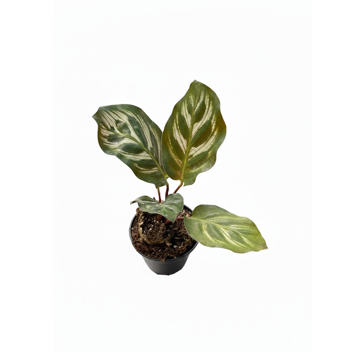 2 inch Calathea 'Makoyana' Peacock, 2 inch Calathea live plants, buy Calathea 'Makoyana' Peacock online