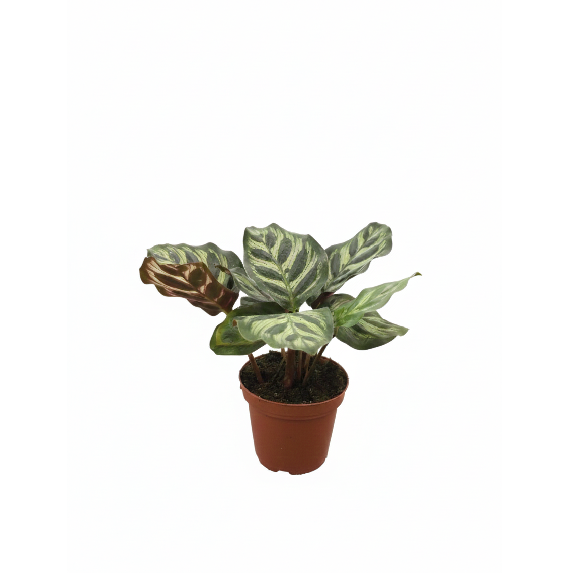 3 inch Calathea 'Makoyana' Peacock, air purifying indoor plants, easy to care houseplants