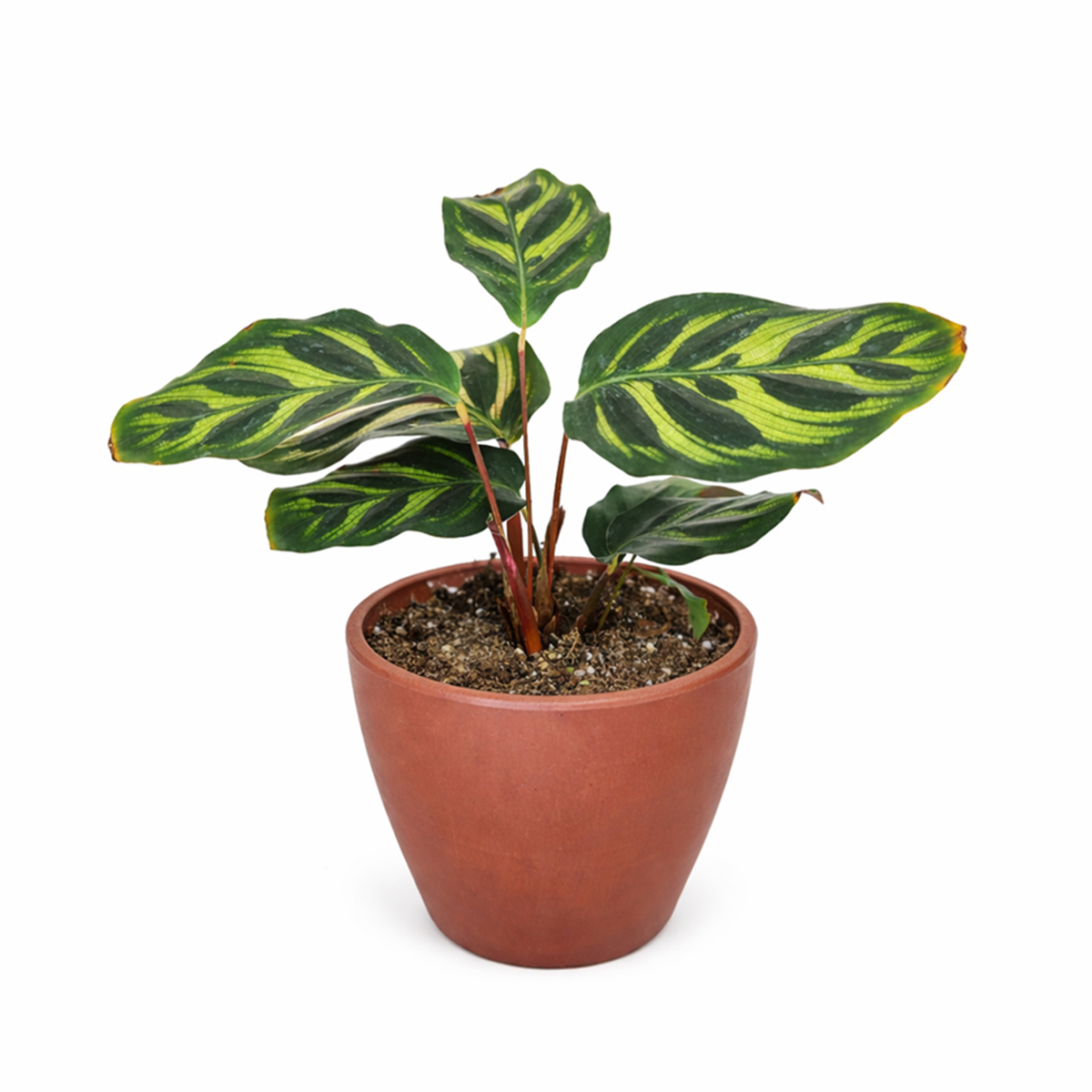 peacock plant pot Calathea Makoyana Peacock