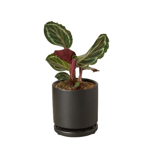 buy Calathea Roseopicta 'Medallion' live houseplant 4" pot online, bold patterned foliage with silver and deep green concentric rings, striking magenta leaf undersides, humidity-loving tropical prayer plant, slow steady growth ideal for tabletops and floor displays, vibrant bohemian statement for any indoor jungle, a treasured gift for home decor lovers