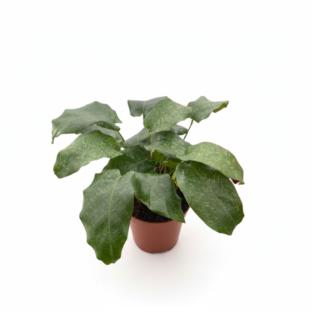 4 inch Calathea &#39;Musaica&#39;, 4 inch prayer plant, tropical houseplant, mosaic leaf pattern plants, buy live plants online