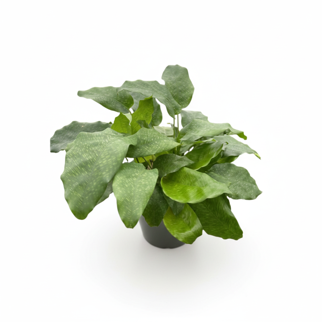 6 inch Calathea &#39;Musaica&#39;, large indoor plants, 6 inch tropical houseplants, xmas gifts 2025, decorative plants