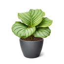 Calathea 'Orbifolia' in white decorative pot, unique pattern leaves houseplants, prayer plants for sale