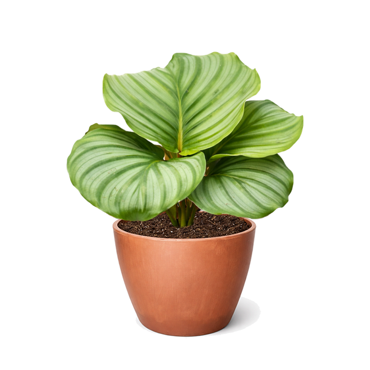 Calathea 'Orbifolia' in white decorative pot, unique pattern leaves houseplants, prayer plants for sale