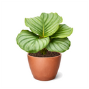 Calathea 'Orbifolia' in white decorative pot, unique pattern leaves houseplants, prayer plants for sale
