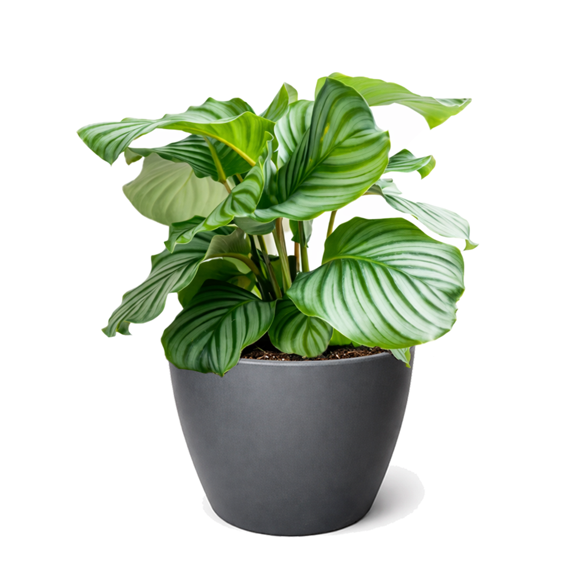Calathea 'Orbifolia' in white decorative pot, unique pattern leaves houseplants, prayer plants for sale