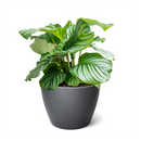 Calathea 'Orbifolia' in white decorative pot, unique pattern leaves houseplants, prayer plants for sale