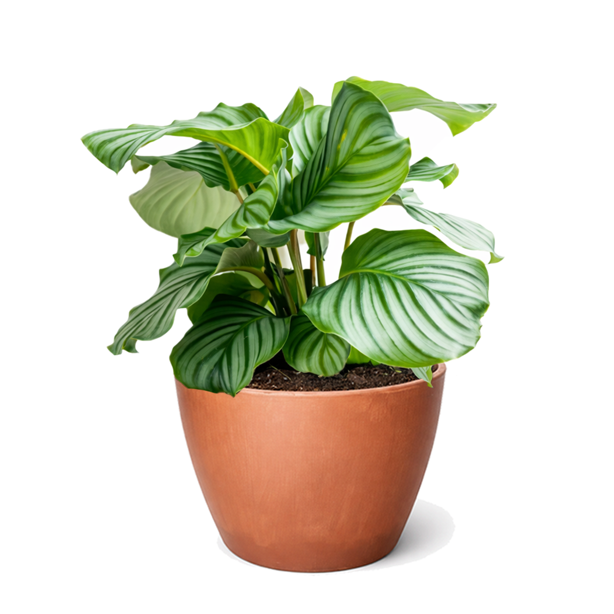 Calathea 'Orbifolia' in white decorative pot, unique pattern leaves houseplants, prayer plants for sale