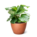 Calathea 'Orbifolia' in white decorative pot, unique pattern leaves houseplants, prayer plants for sale