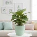 Calathea Orbifolia plant with round leaves and stunning silver-green stripes, pet-friendly, air-purifying plant for indoor garden