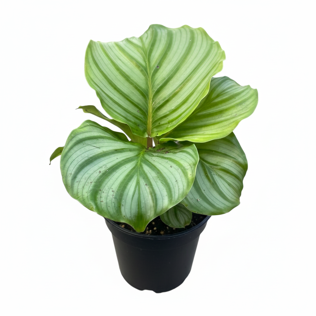 Calathea Orbifolia, Live Calathea Plant, Peacock Plant, Zebra Plant, Large Leaf Houseplant, Pet friendly indoor plants, Prayer plant variety