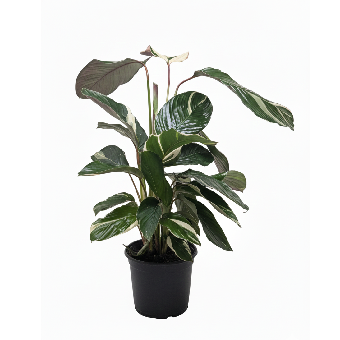 6 inch Calathea &#39;Princess Dalya&#39;, prayer plant, tropical houseplant, air-purifying live plants, buy large houseplants online