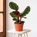 Calathea Roseopicta 'Medallion' - 4" Pot - NURSERY POT ONLY