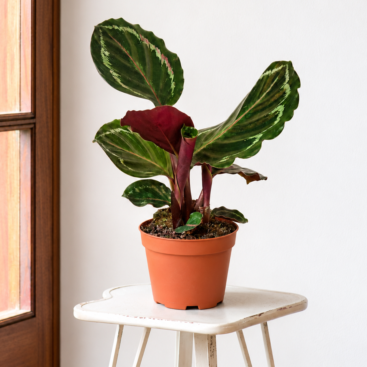 Buy 4 inch Calathea Roseopicta 'Medallion' online. Calathea Roseopicta 'Medallion' is a stunning tropical houseplant known for its large, beautifully patterned leaves with rich green tones and deep purple undersides. It thrives in bright, indirect light with consistently moist, well-draining soil and enjoys higher humidity to maintain its vibrant foliage. This indoor plant comes in a standard nursery pot and is perfect for homes, offices, or anyone looking to add a bold tropical accent to their plant collec