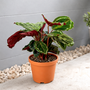 Calathea Roseopicta 'Medallion' - 6" Pot - NURSERY POT ONLY