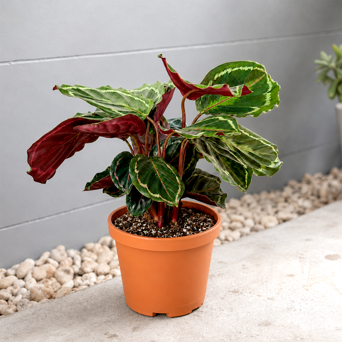 6 inch Calathea Roseopicta 'Medallion' for sale. Calathea Roseopicta 'Medallion' is a stunning tropical houseplant known for its large, beautifully patterned leaves with rich green tones and deep purple undersides. It thrives in bright, indirect light with consistently moist, well-draining soil and enjoys higher humidity to maintain its vibrant foliage. This indoor plant comes in a standard nursery pot and is perfect for homes, offices, or anyone looking to add a bold tropical accent to their plant collecti