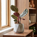 Calathea Roseopicta 'Medallion' - 6" Pot - NURSERY POT ONLY
