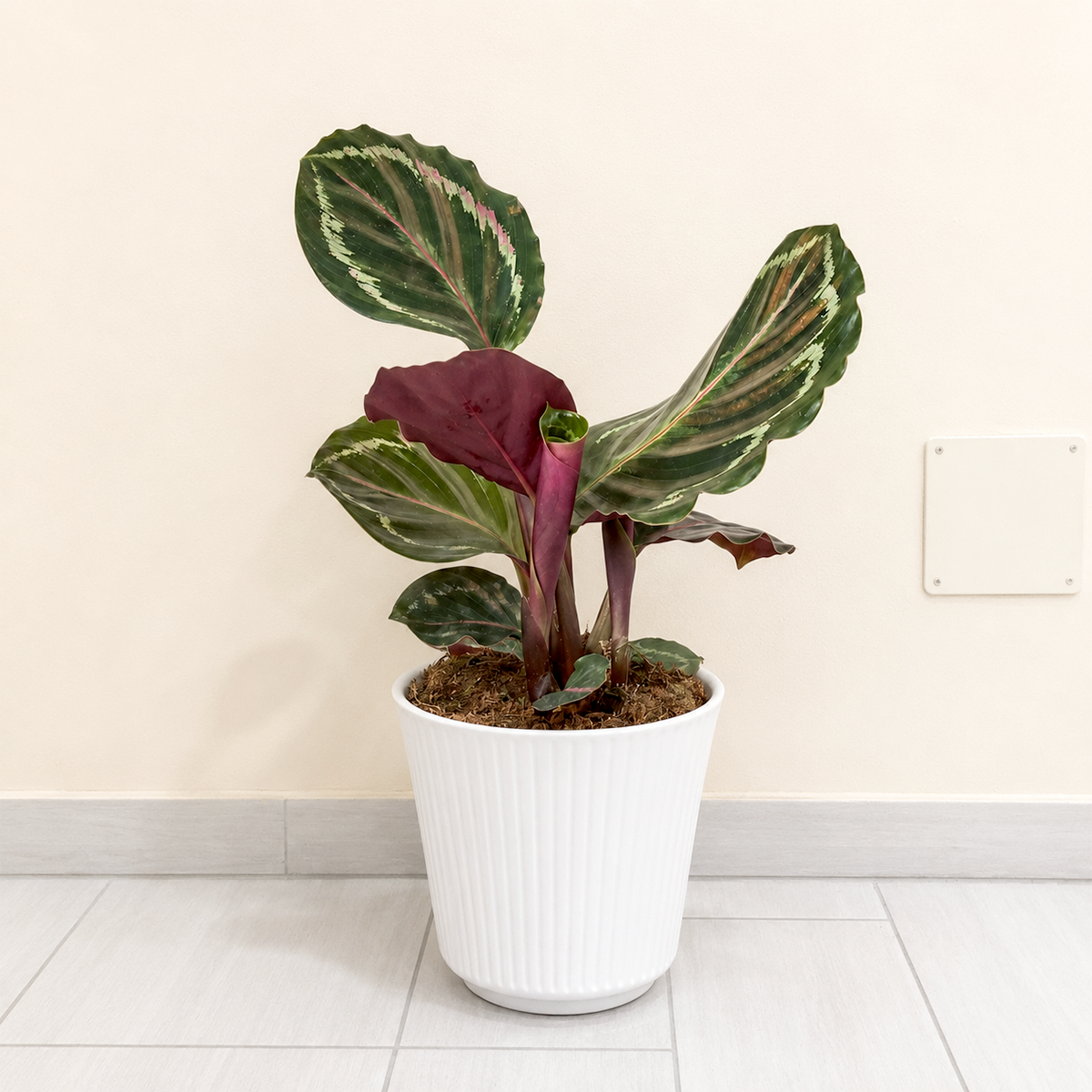 Buy 4 inch Calathea Roseopicta 'Medallion' online. Calathea Roseopicta 'Medallion' is a stunning tropical houseplant known for its large, beautifully patterned leaves with rich green tones and deep purple undersides. It thrives in bright, indirect light with consistently moist, well-draining soil and enjoys higher humidity to maintain its vibrant foliage. This elegant indoor plant is perfect for homes, offices, or anyone looking to add a bold tropical accent to their plant collection.