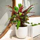 Calathea Rufibarba 'Furry Feather' 4in Velvet Touch Indoor Prayer Plant for sale, Pet-friendly fuzzy leaf houseplant for your home, Velvet Calathea indoor plant for low light for office
