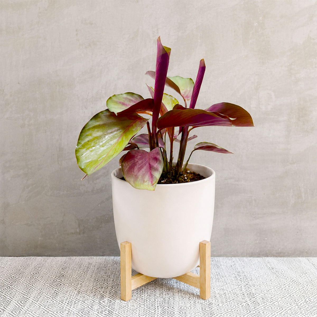 6 inch Calathea 'Silver Plate' for sale. Calathea 'Silver Plate' is an elegant tropical houseplant admired for its silvery-green foliage and subtle, sophisticated leaf patterns. It thrives in bright, indirect light with consistently moist, well-draining soil and appreciates higher humidity for healthy growth. This beautiful indoor plant is perfect for homes, offices, or anyone looking to add a touch of tropical elegance to their plant collection.