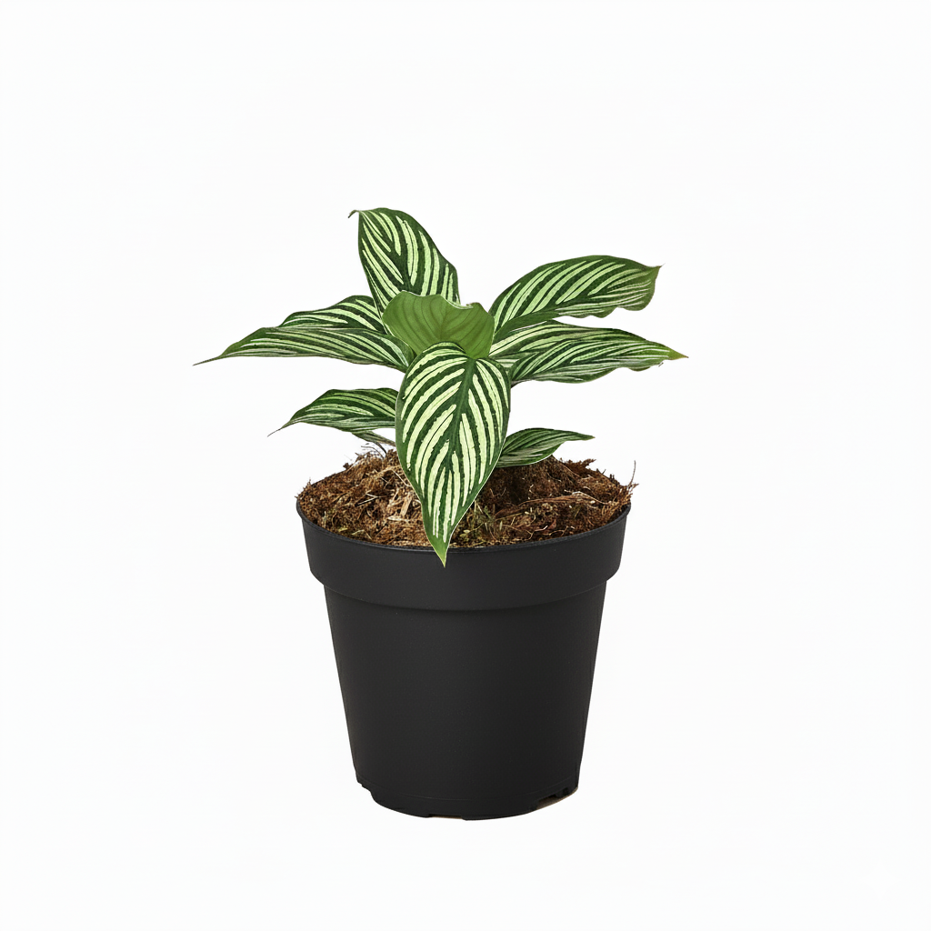 4 inch Calathea Vittata, 4 inch Calathea plants, live indoor plants, houseplants for sale, buy Calathea Vittata online