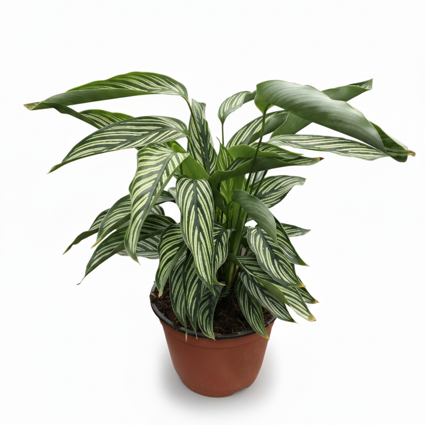 6 inch Calathea Vittata, tropical houseplants, live indoor plants for sale, buy live plants online, plant shops in ca