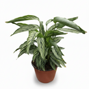 6 inch Calathea Vittata, tropical houseplants, live indoor plants for sale, buy live plants online, plant shops in ca