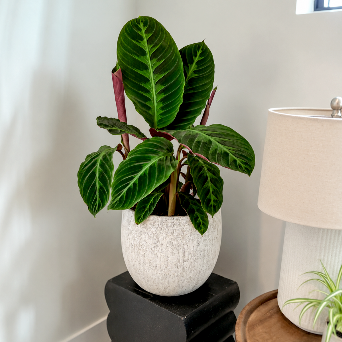 6 inch Calathea 'Warscewiczii' for sale. Calathea 'Warscewiczii' is a stunning tropical houseplant admired for its velvety deep green leaves with striking light green patterns and rich purple undersides. It thrives in bright, indirect light with consistently moist, well-draining soil and enjoys higher humidity to maintain its lush foliage. This elegant indoor plant is perfect for homes, offices, or anyone looking to add a bold tropical accent to their plant collection.