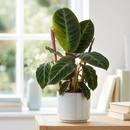 Calathea 'Warscewiczii' - 6" Pot