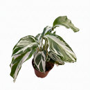 2 inch Calathea White Fusion, variegated foliage plants, decorative indoor plant, prayer plant for sale