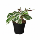 2 inch Calathea White Fusion, variegated foliage plants, decorative indoor plant, prayer plant for sale