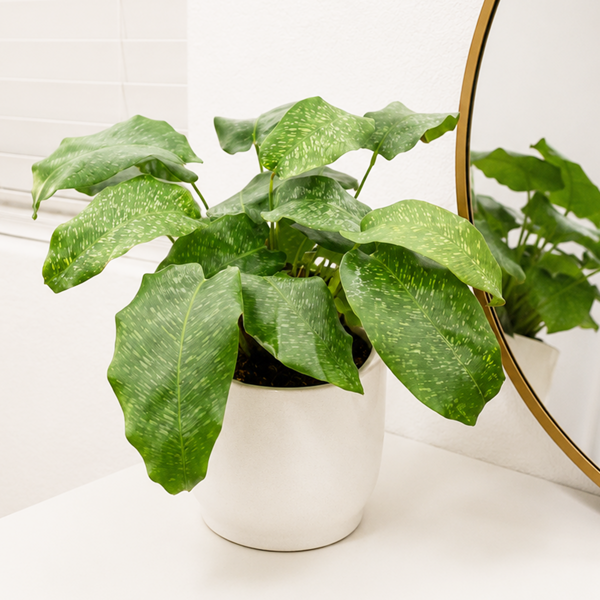buy 4 inch Calathea 'Musaica' online, 6 inch Calathea 'Musaica' for sale, air purifying indoor plant, exotic tropical foliage plant, decorative potted calathea, low light houseplant, pet friendly indoor plant