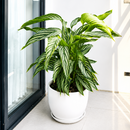 6 inch Calathea Vittata, tropical houseplants, live indoor plants for sale, buy live plants online, plant shops in ca