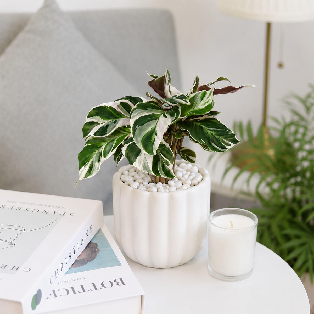 buy calathea 'white fusion' live air plant 2" pot online, white green and lilac marbled variegated leaves, upright clumping growth form, delicate prayer plant movement at night, high humidity tropical houseplant, lush exotic bohemian shelf decor, a thoughtful and unique plant gift for collectors