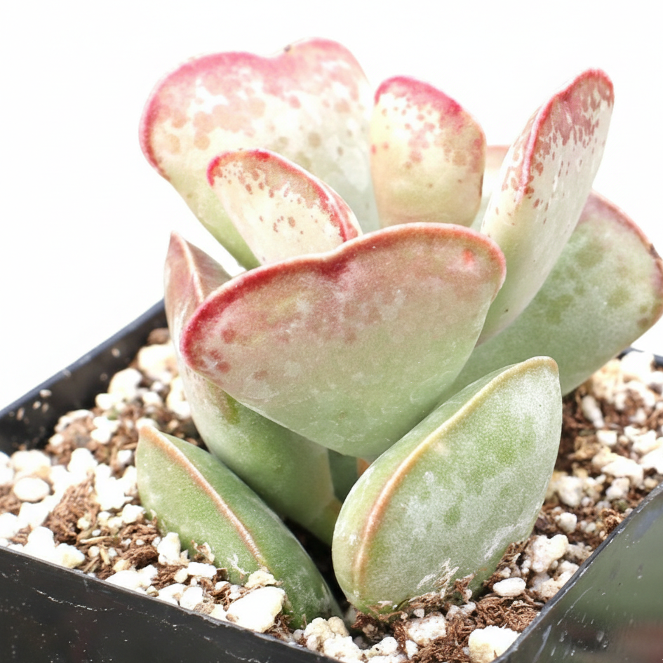 succulent hearts Adromischus trigynus Calico Hearts