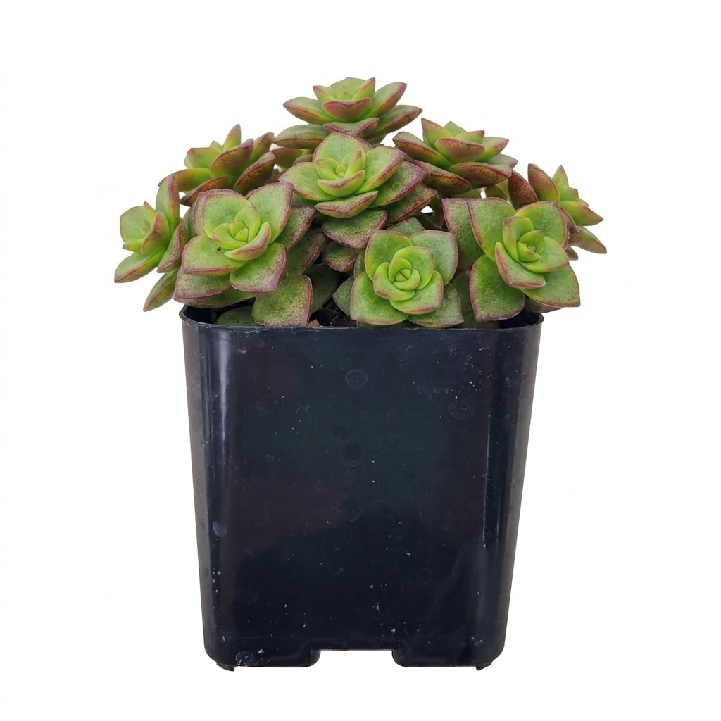 A side-view of a lush, flowerless Calico Kitten Crassula growing in a black square pot. The succulent leaves are densely packed, showing vibrant green centers and distinct burgundy-red margins