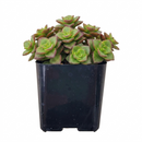 Calico kitten crassula for sale, Rare succulents, crassula varieties, succulent gift ideas, houseplant for home and office, unique succulent for sale