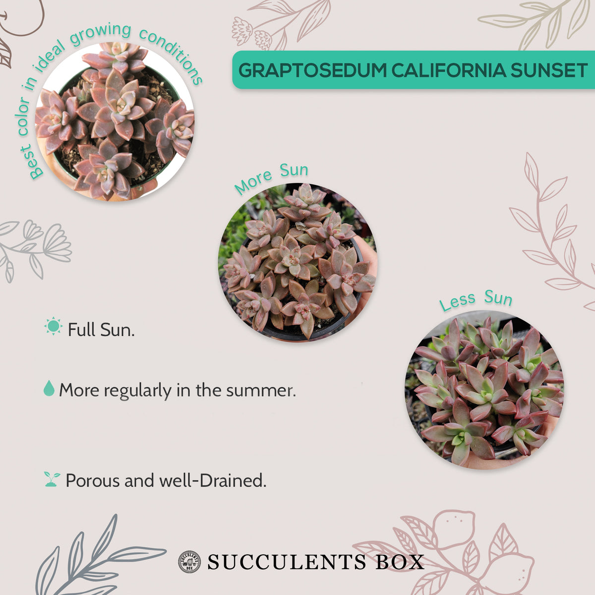 How to care for california sunset Succulent, How to make your succulent pink, How to change succulent color, How to make california sunset Succulent turn pink, Succulent turning pink, How to make succulents change color, How to grow colorful succulents, echeveria, echeveria succulent, echeveria types, succulent echeveria, buy succulents online, succulent shop, succulent store, echeveria plant