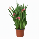 4 inch purple flowering houseplants, 4 inch purple calla lily, decorative live plants, plants for weđing decoration