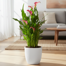 4 inch purple flowering houseplants, 4 inch purple calla lily, decorative live plants, plants for weđing decoration