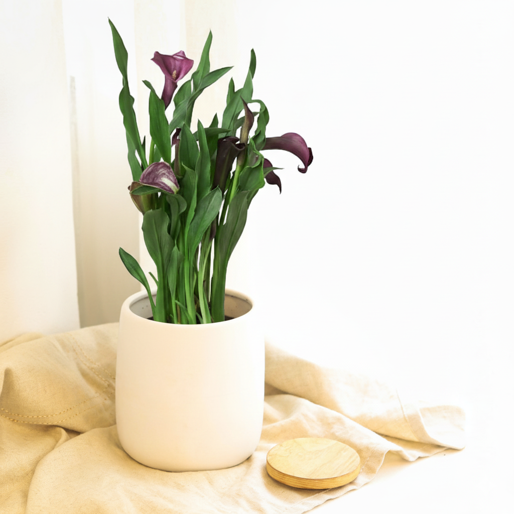 4 inch Calla Lily, flowering houseplants for sale, decorative live plants