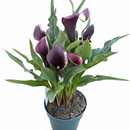 4 inch purple flowering houseplants, 4 inch purple calla lily, decorative live plants, plants for weđing decoration