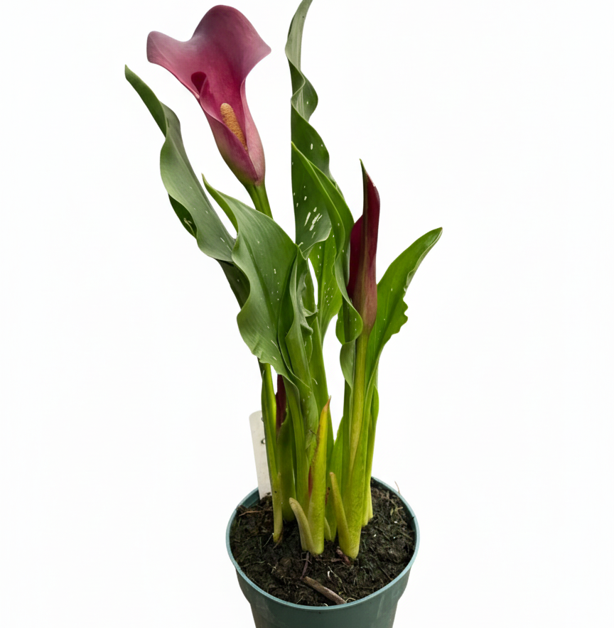 4 inch purple flowering houseplants, 4 inch purple calla lily, decorative live plants, plants for weđing decoration