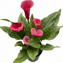 4 inch purple flowering houseplants, 4 inch purple calla lily, decorative live plants, plants for weđing decoration