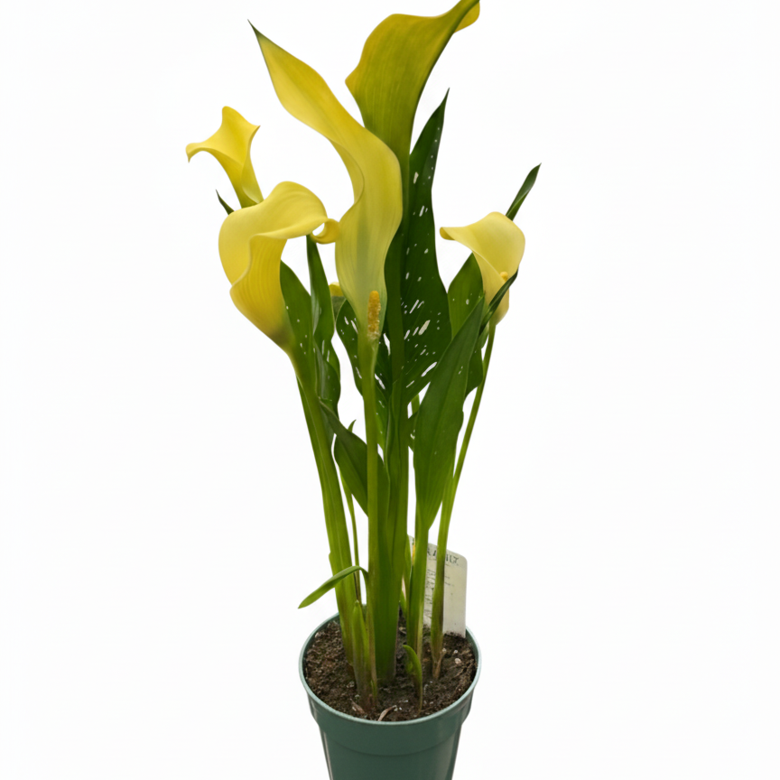 4 inch yellow calla lily, yellow flowering houseplants, live indoor plants for sale, plants for sale near me